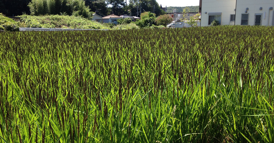 陽だまり農園の田畑