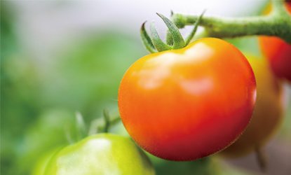 陽だまり農園の現在栽培中の野菜