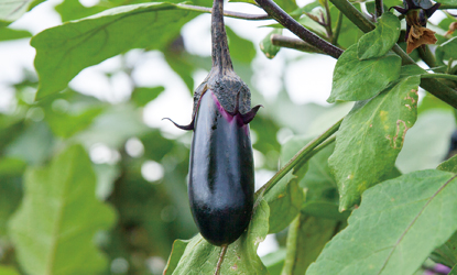 陽だまり農園の現在栽培中の野菜