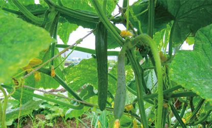 陽だまり農園の現在栽培中の野菜